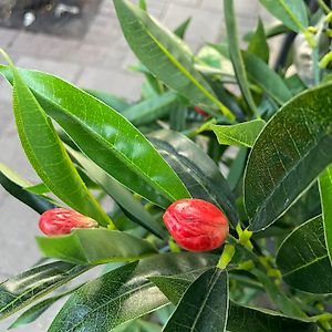 Profile picture for Abdi O